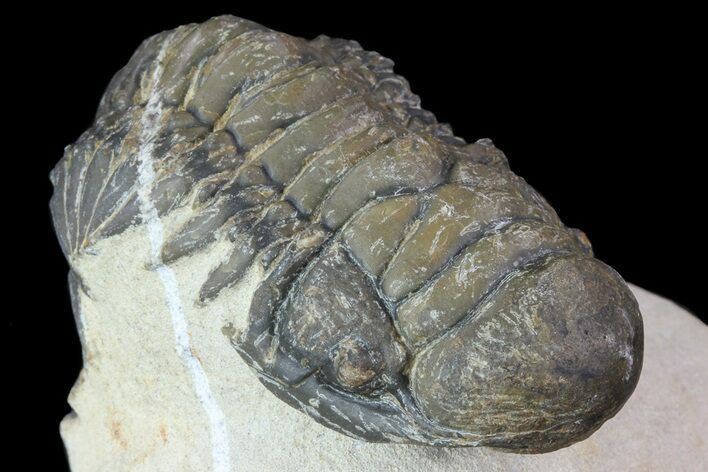 Bargain, Crotalocephalina Trilobite Fossil #67879